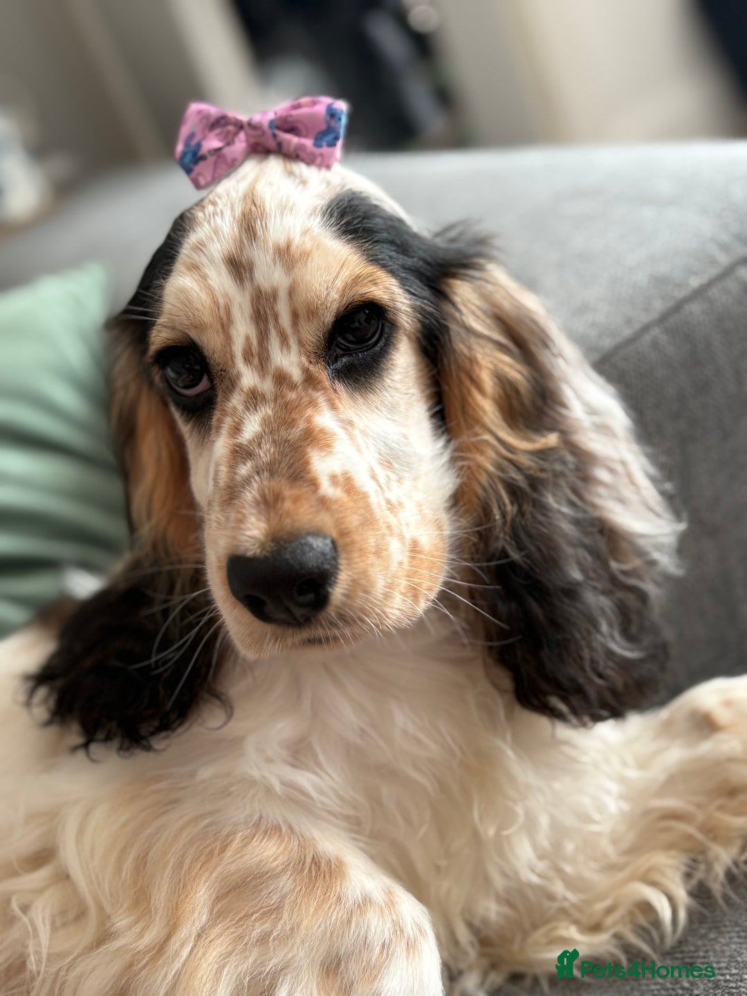 Cocker Spaniel dogs for sale: Show Cocker Spaniel looking for forever home - Advert 3