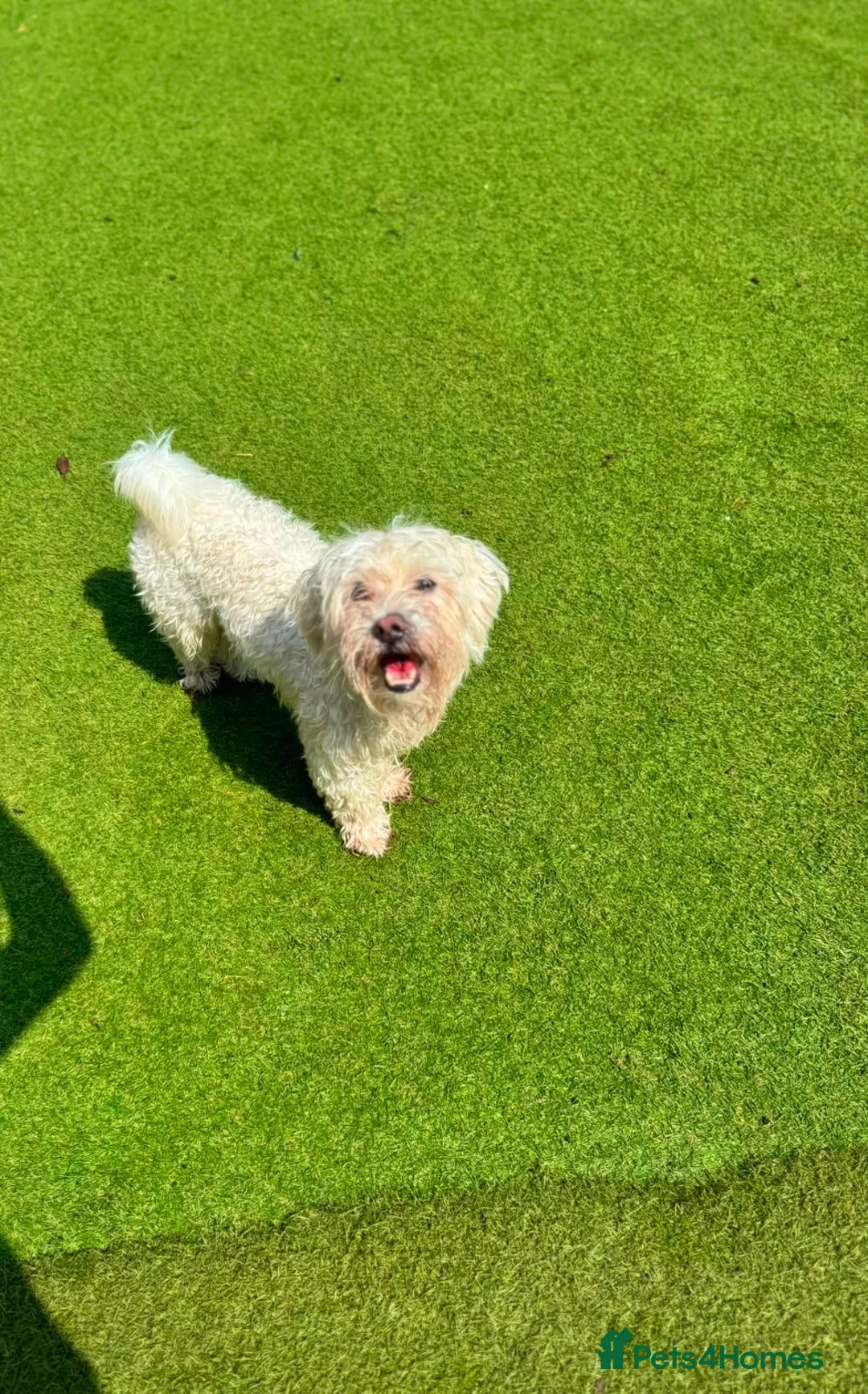 Bichon Frise dogs for sale: Two Bichon Frise Ready for their New Home - Advert 2