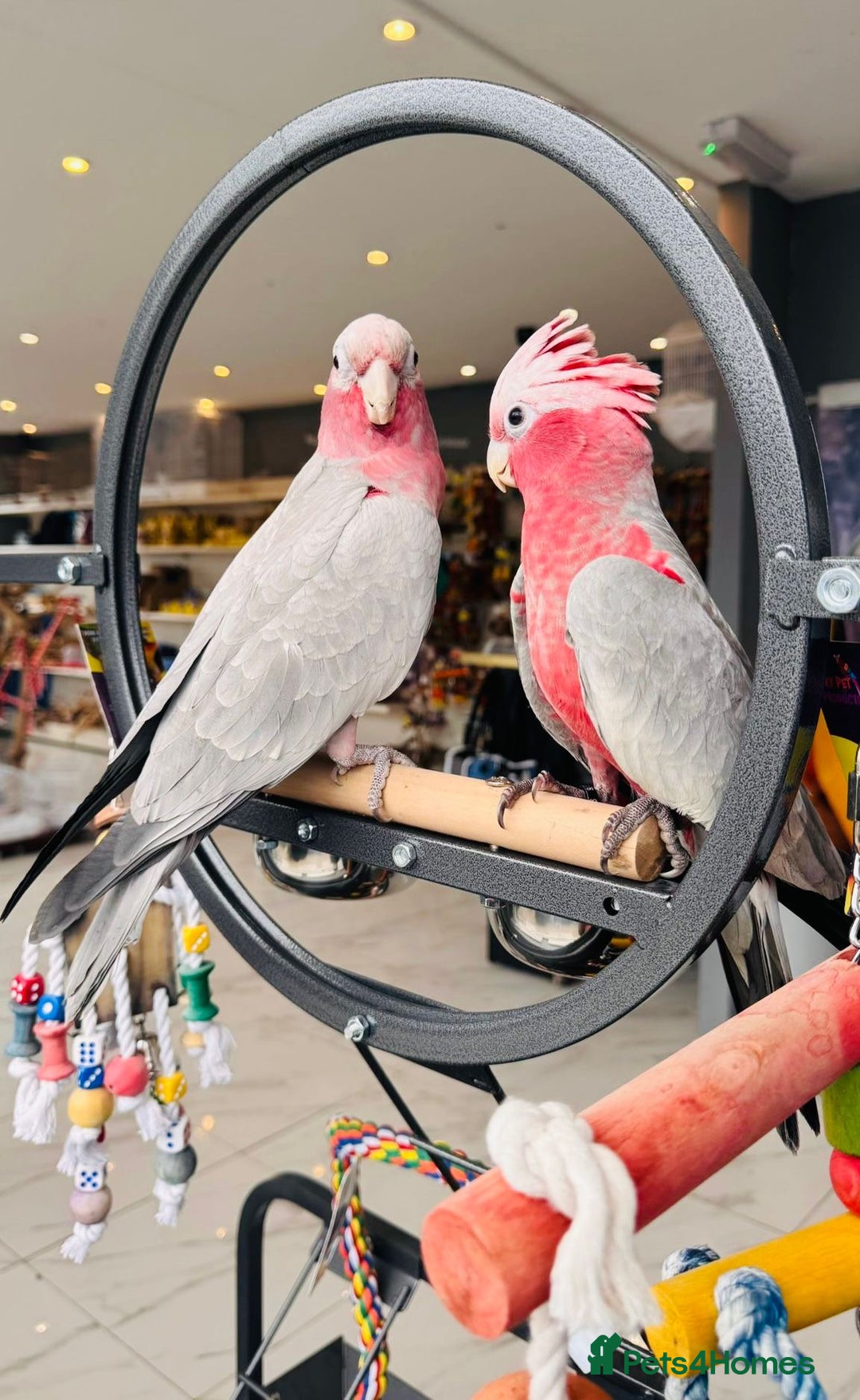 Parrots birds for sale: Parrots  - Image 5
