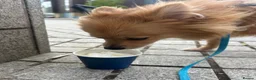 Pomeranian dogs for sale: Panko  in Harlow - Advert 5
