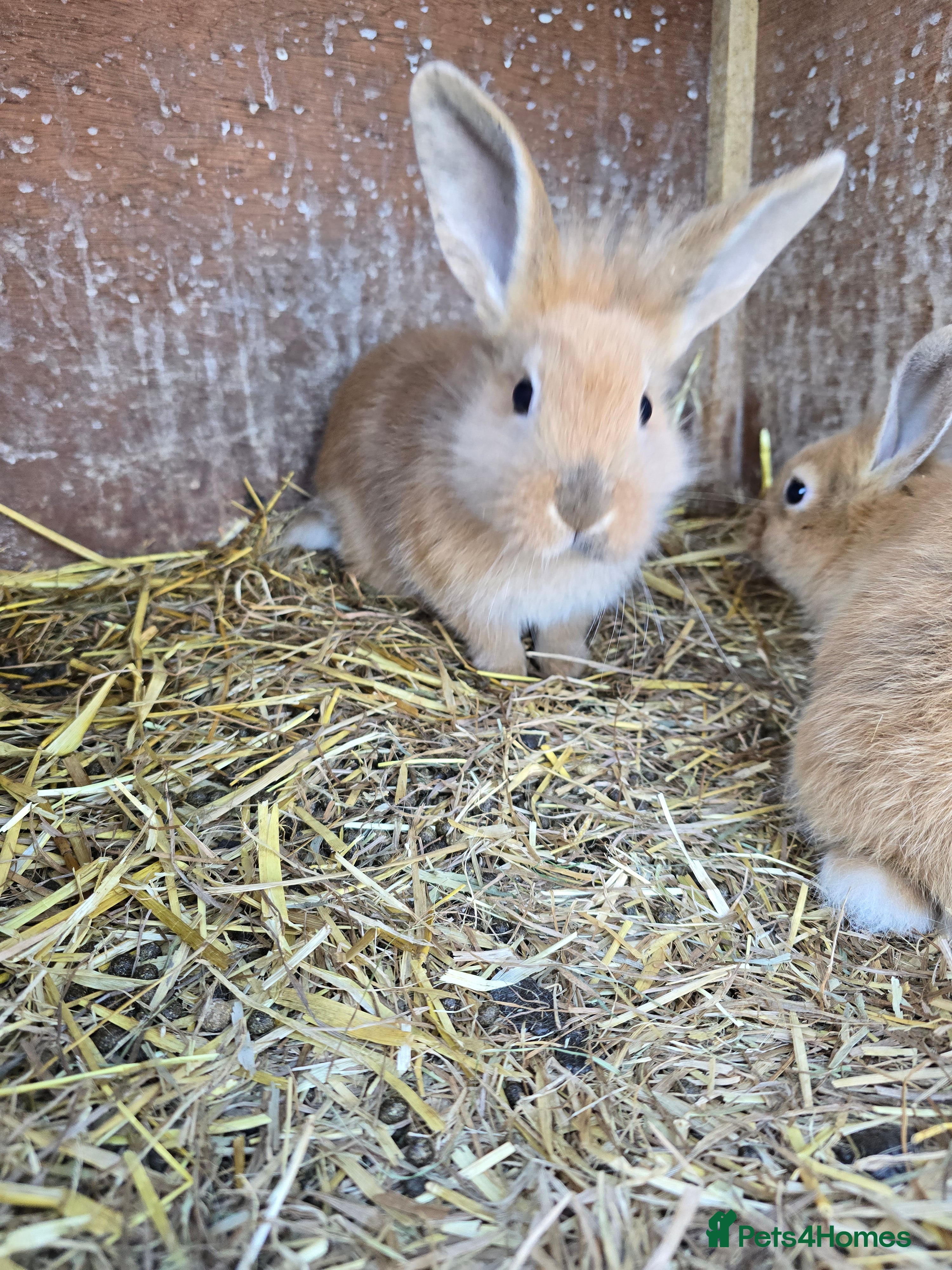 Rex rabbits Rex x bunnies - Advert 12