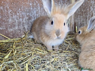 Rex rabbits Rex x bunnies - Advert 1