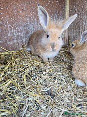 Rex rabbits Rex x bunnies - Advert 1