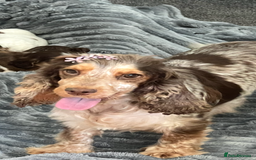 Cocker Spaniel dogs for sale: True show cocker spaniel pups  - Image 10