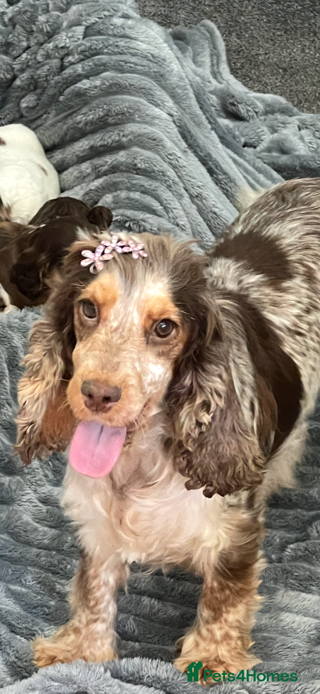 Cocker Spaniel dogs for sale: True show cocker spaniel pups  - Image 10