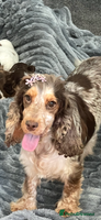 Cocker Spaniel dogs - Advert 12