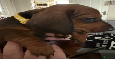 Miniature Dachshund dogs - Advert 3