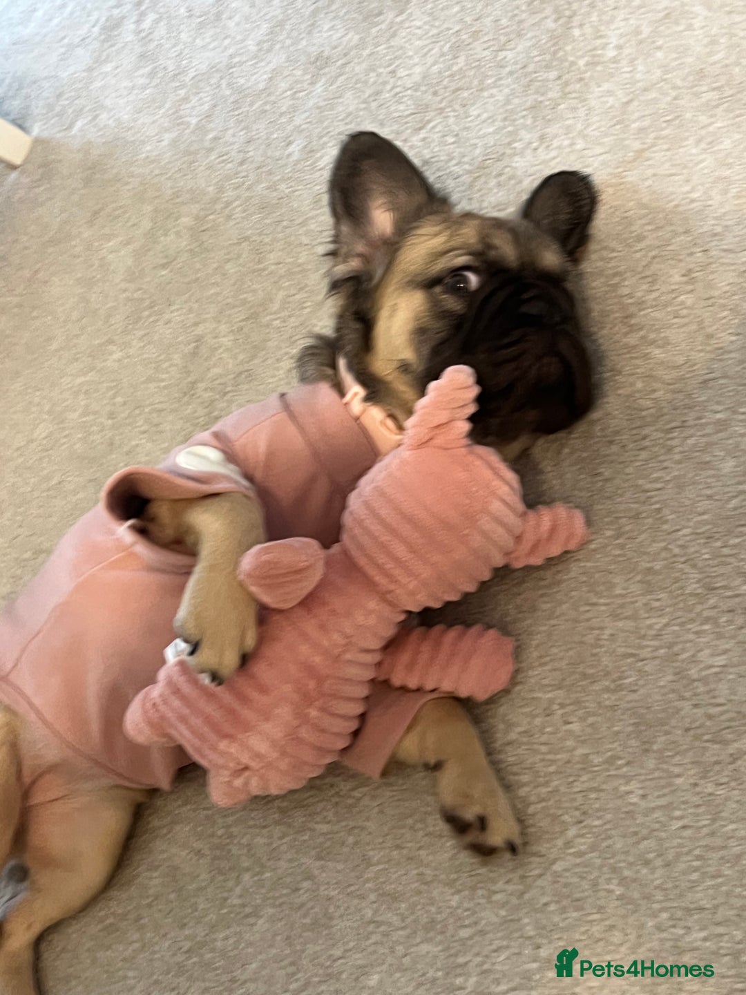 French Bulldog dogs for sale: 8 month old sable fluffy frenchie  - Image 4
