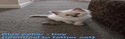 Ragdoll cats for sale: Ragdoll kittens (5 males/2 females) - Advert 8