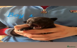Mixed Breed dogs for sale: Beautiful French Bulldog x Border Collie Puppies - Image 5