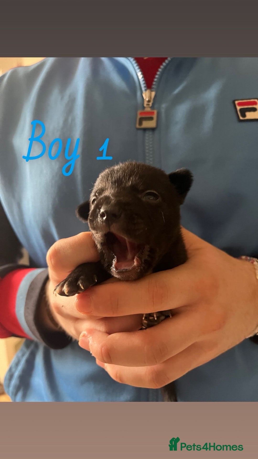 Mixed Breed dogs for sale: Beautiful French Bulldog x Border Collie Puppies - Image 5