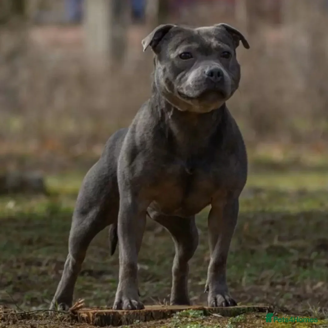 Staffordshire Bull Terrier dogs for sale: 🐾🐾SBT puppies for sale 🐶🐶 - Advert 12