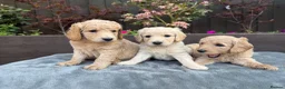 Goldendoodle dogs for sale: Beautiful Goldendoodle Puppies ready next week - Advert 8