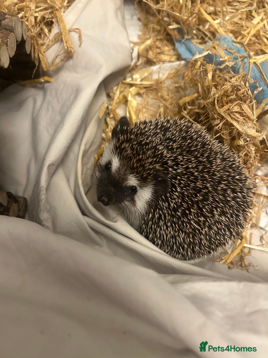 Pygmy Hedgehog rodents for sale: 1 year old Pygmy hedgehog - Image 2