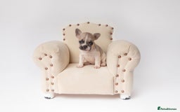 French Bulldog dogs for sale: French Bulldogs  - Image 10