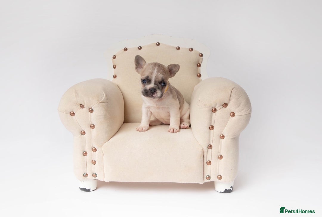French Bulldog dogs for sale: French Bulldogs  - Image 10