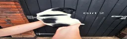 English Springer Spaniel dogs for sale: English Springer Spanel (KC Reg, Vet tail dock)  - Advert 10
