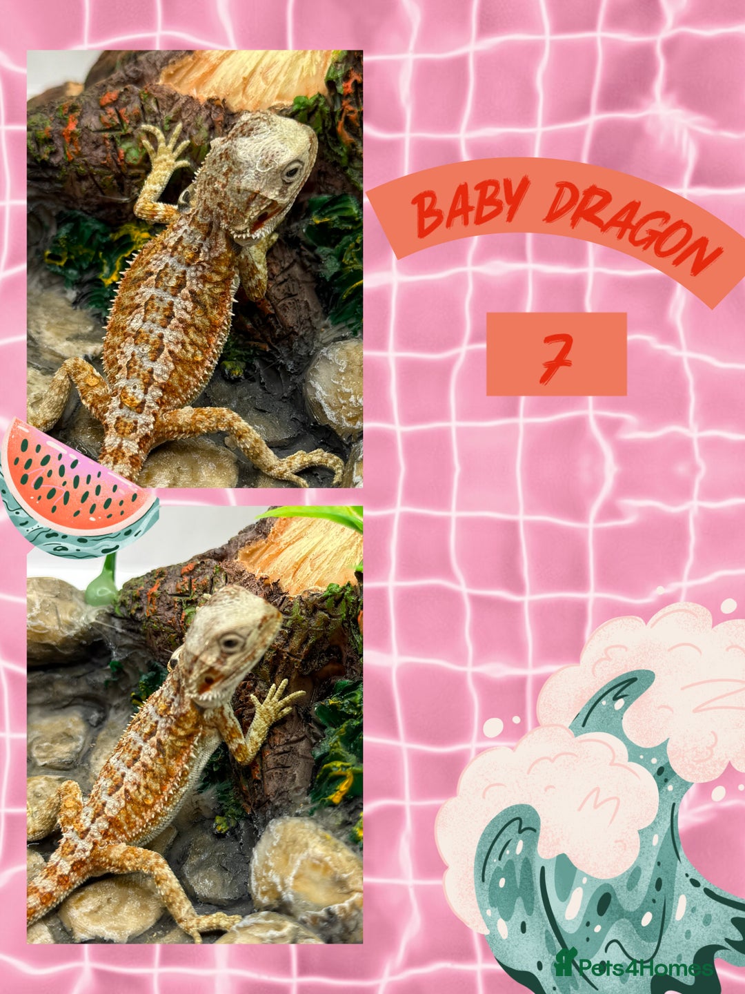 Bearded Dragon reptiles for sale: 🔥🔥🔥 BABY BEARDED DRAGONS 🔥🔥🔥 READY 2 GO 🔥🔥 - Image 10