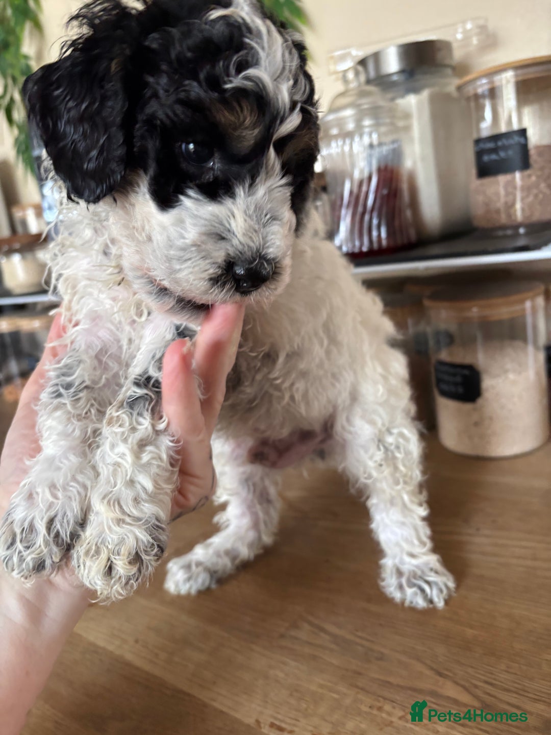 Cockapoo dogs for sale: Cockapoo - Image 13