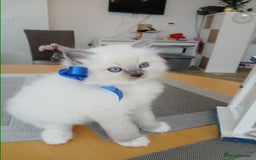 Ragdoll cats for sale: SUPER SWEET AND HAPPY KITTEN - Image 3