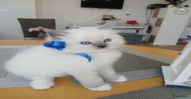 Ragdoll cats - Advert 2