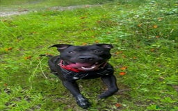 Mixed Breed dogs for sale: Beautiful, Loving Dog Needs Safe and Calm Home  - Image 6