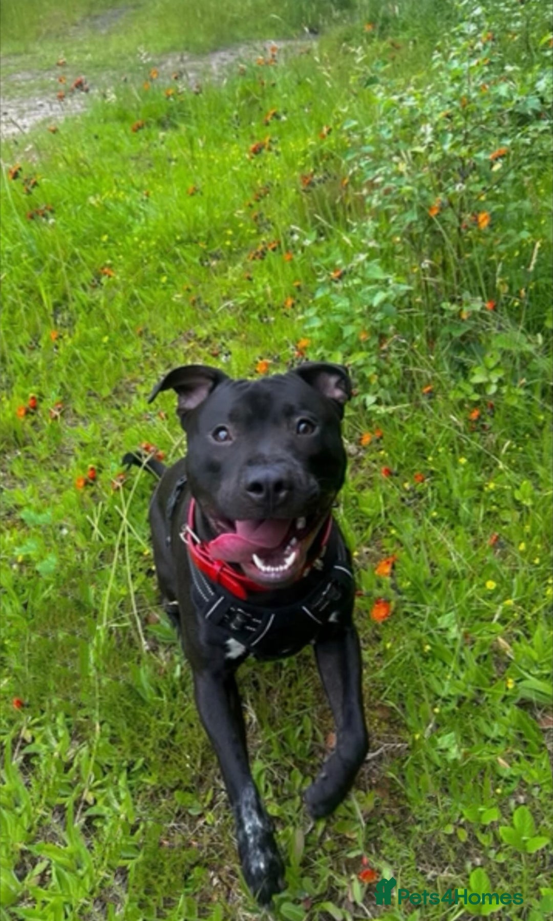 Mixed Breed dogs for sale: Beautiful, Loving Dog Needs Safe and Calm Home  - Image 6