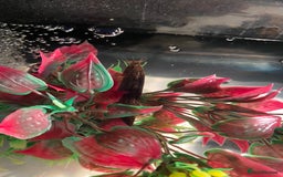 Other/Mixed Breed fish for sale: Male Map Turtle & 12 Fish with full setup - Image 7