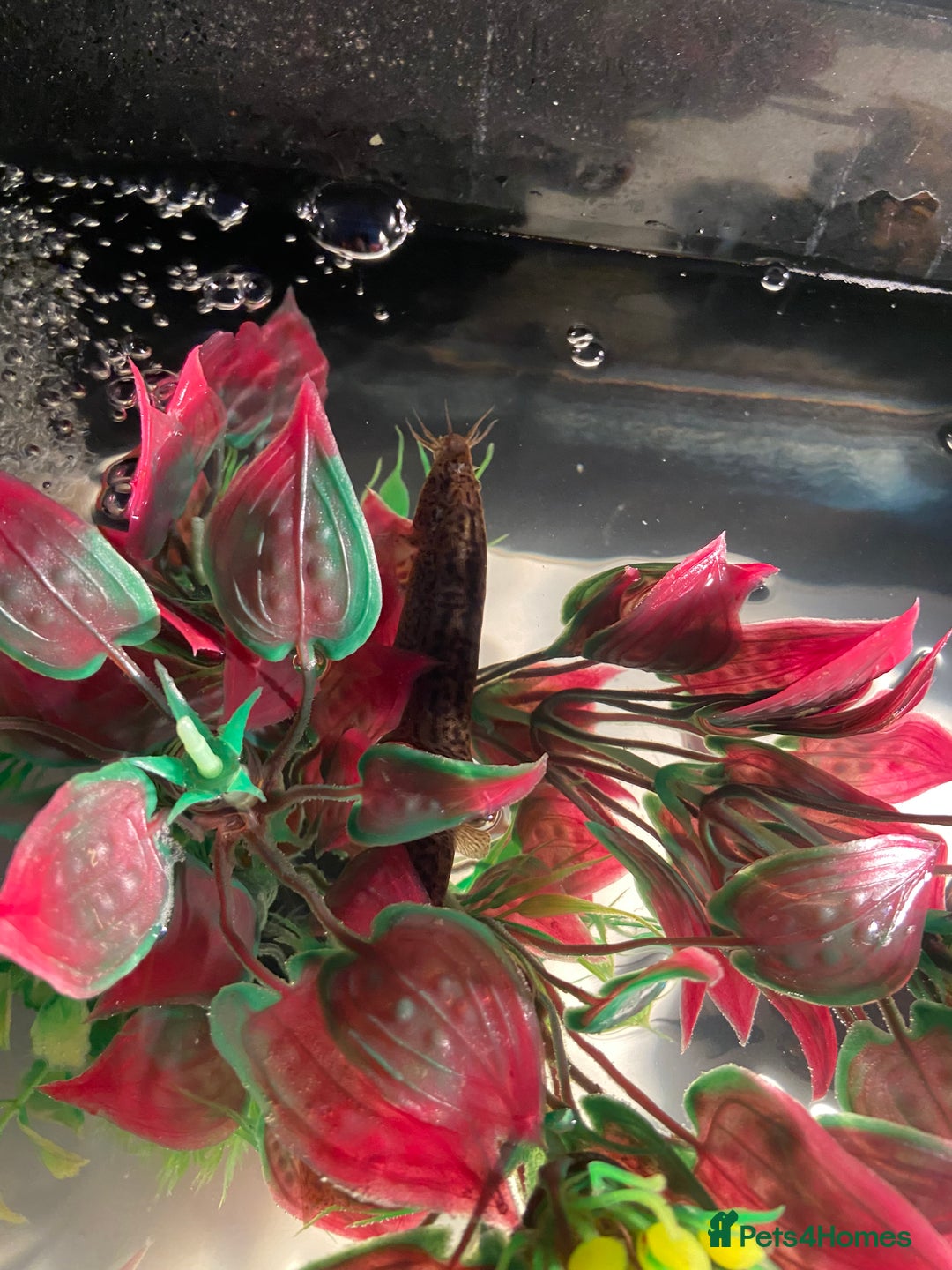 Other/Mixed Breed fish for sale: Male Map Turtle & 12 Fish with full setup - Image 7