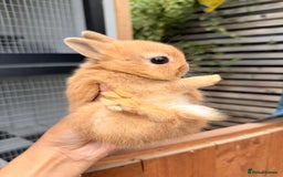 Netherland Dwarf rabbits for sale: •AVAILABLE• Pedigree Netherland Dwarf Baby BunnIes - Image 13