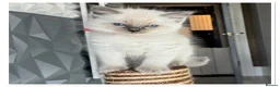 Ragdoll cats for sale: 4 Stunning male pure ragdoll kittens  - Advert 10