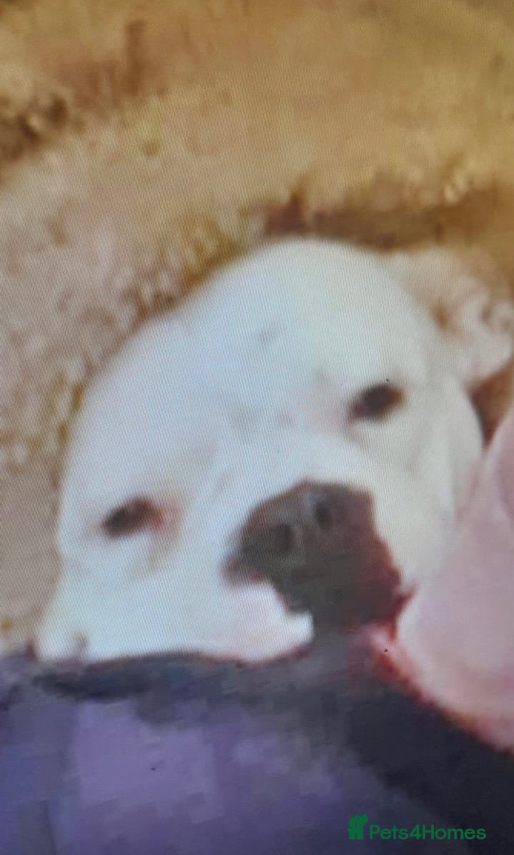 Mixed Breed dogs for sale: Rotticorso x American bulldog  - Advert 16