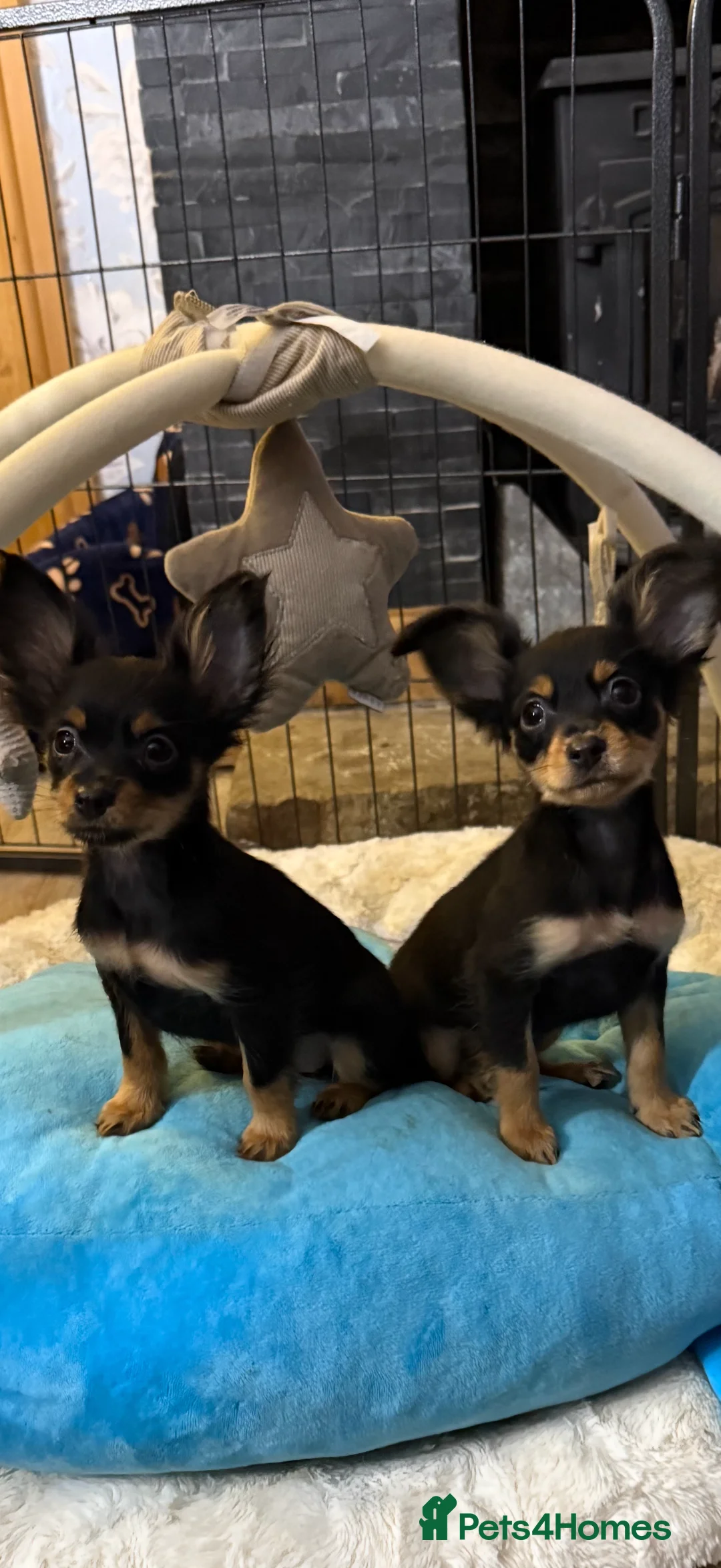 Russian Toy Terrier dogs for sale: Beautiful Russian Toy Puppies - Advert 3