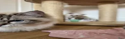 Ragdoll cats for sale: GCCF lilac male kitten - Advert 14