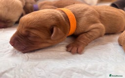 Labrador Retriever dogs for sale: KC Reg ‘Fox Red’ Labrador Retrievers  - Image 37