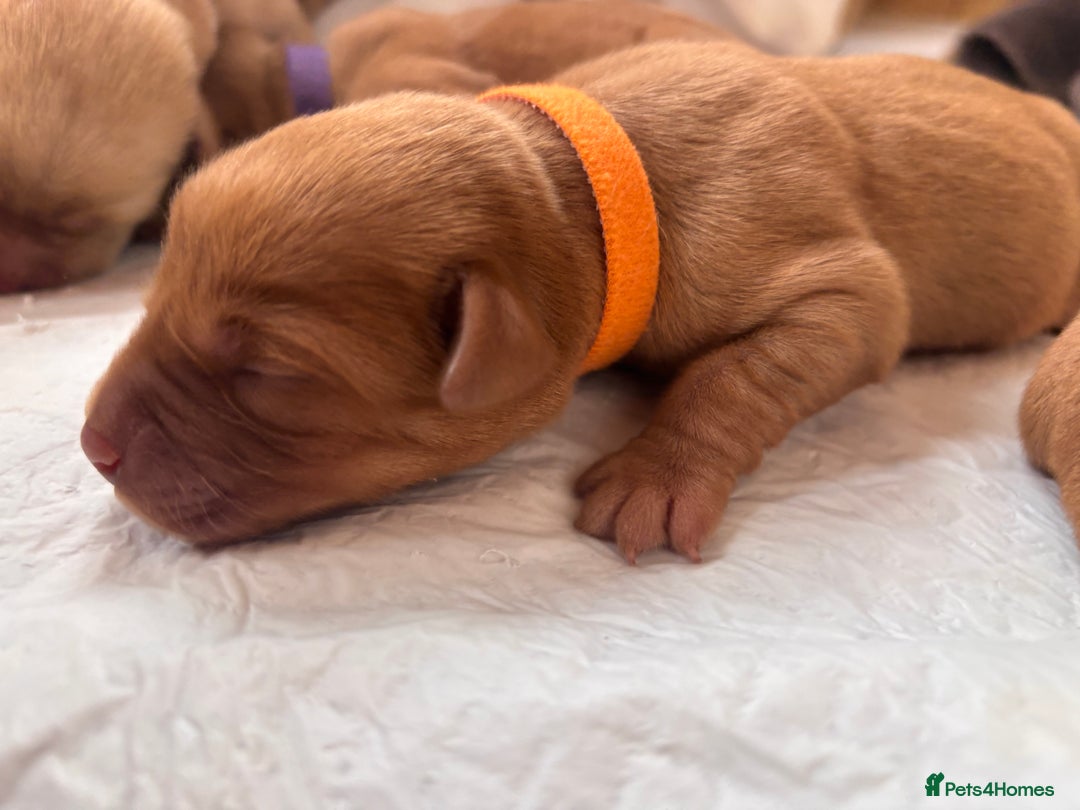 Labrador Retriever dogs for sale: KC Reg ‘Fox Red’ Labrador Retrievers  - Image 37