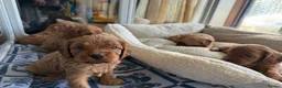 Cavapoo dogs for sale: Adorable F1 Cavapoo puppies in Maidstone - Advert 3