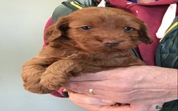 Cockapoo dogs for sale: 5* Miniature F1b Cockapoo Puppies - Advert 28