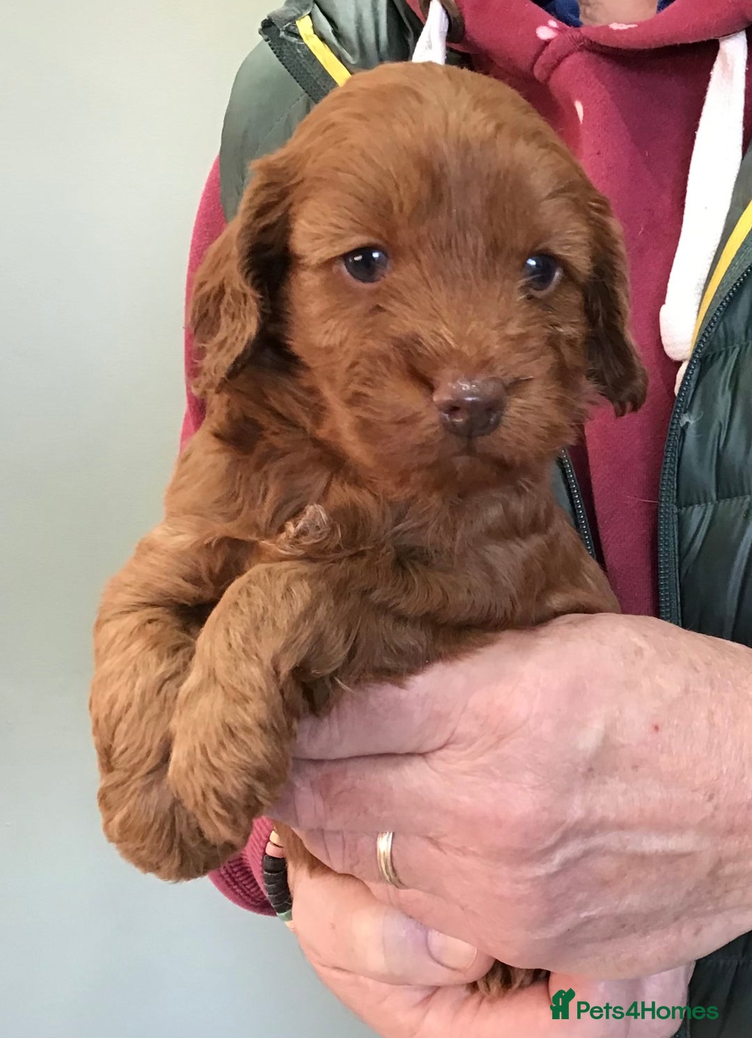 Cockapoo dogs for sale: 5* Miniature F1b Cockapoo Puppies - Advert 28