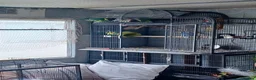 Mixed Breed birds for sale: Derbyian reducing my flock in birds photos availab in Rowley Regis - Advert 3