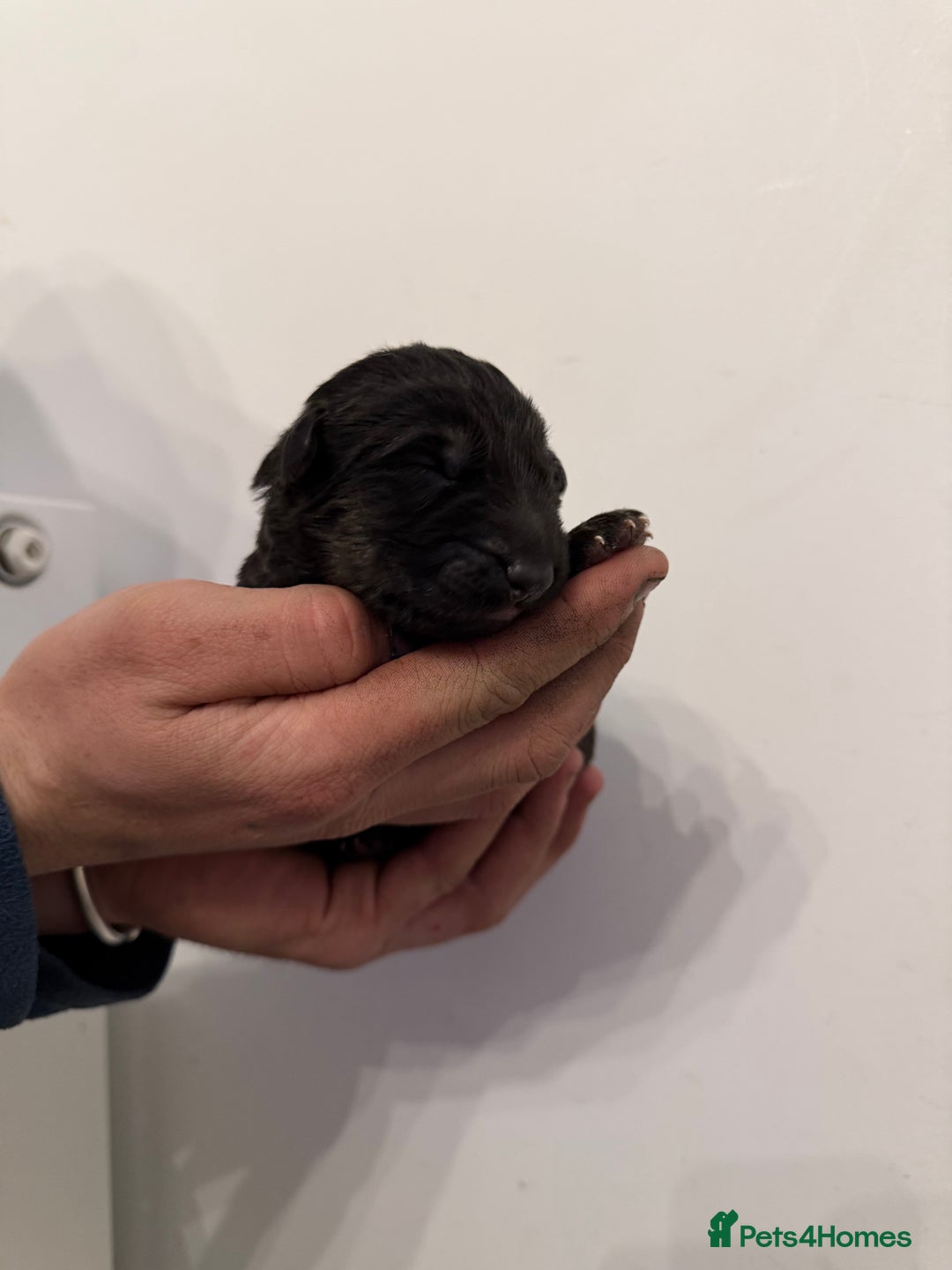 German Shepherd dogs for sale: German Shepherd Puppies - Advert 7