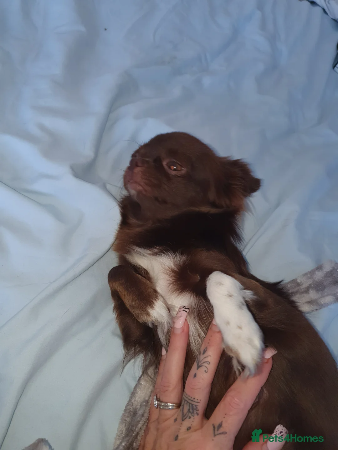 Chihuahua dogs for sale: Xx **  chihuahuas READY NOW.. - Advert 12