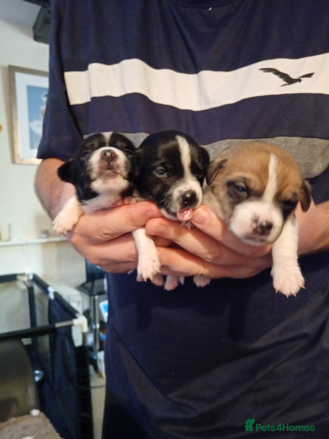 Jack Russell dogs for sale: 6 beautiful Jack russells available  - Advert 3