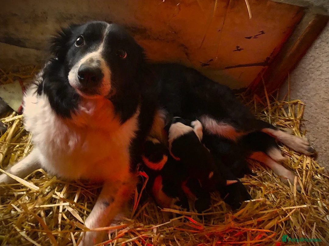 Border Collie dogs for sale: Border Collie Puppies - Advert 2