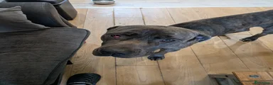 Cane Corso 1