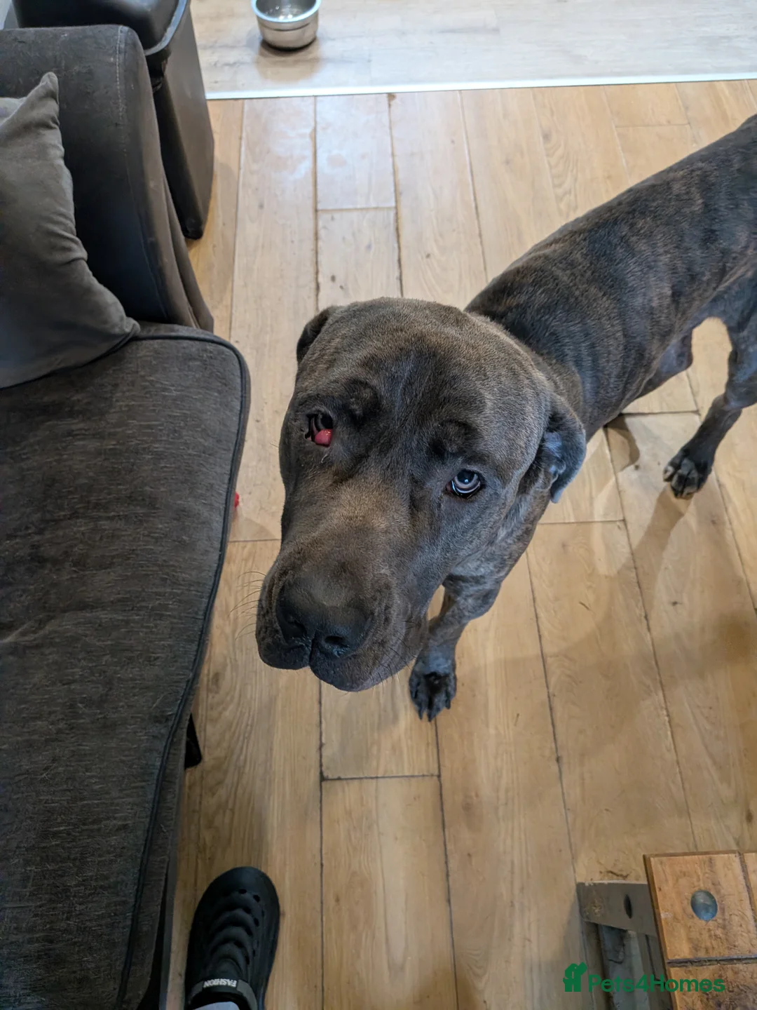 Cane Corso dogs for sale: Marcus in Ellesmere Port - Advert 2