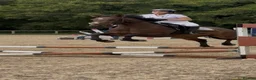 Connemara horses for sale: Safe pc pony / show or cracking alrounder - Advert 22