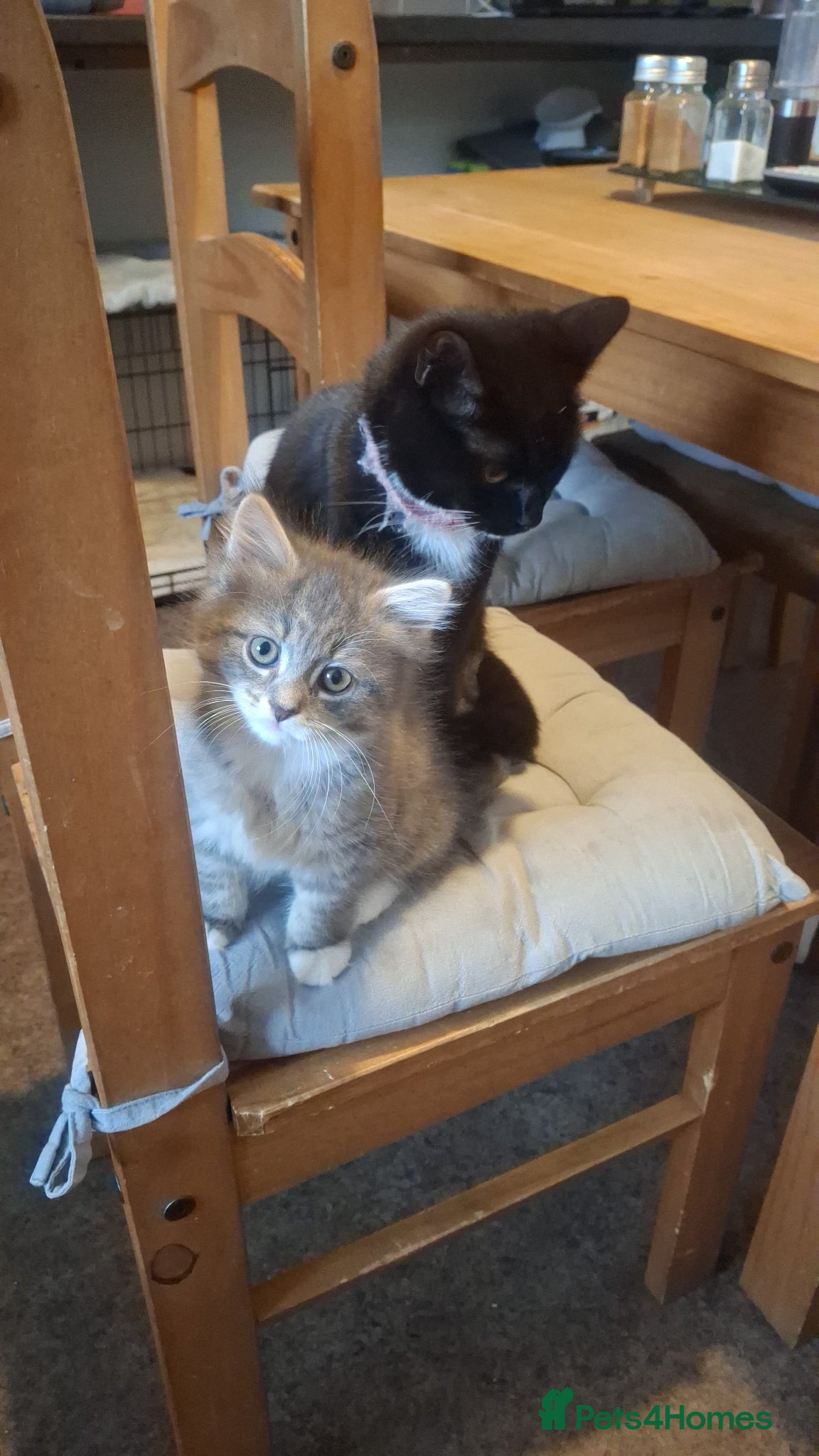 British Shorthair cats for sale: 11 week old female  - Advert 1
