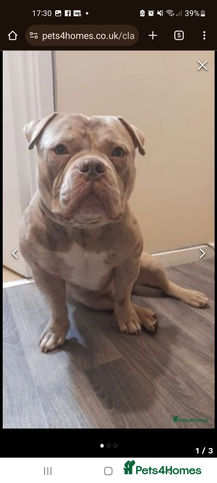 American Bull Staffy dogs  lilac pocket bully for stud  - Advert 2