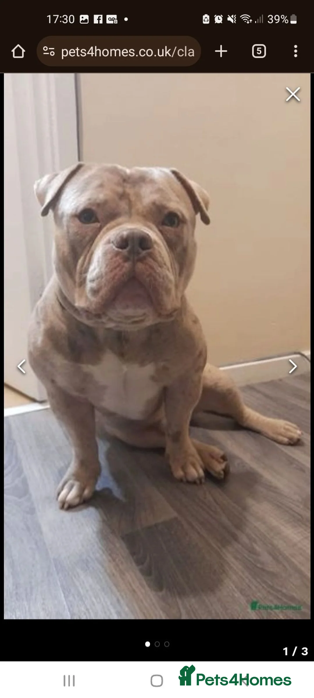 American Bull Staffy dogs for stud:  lilac pocket bully for stud  - Advert 1